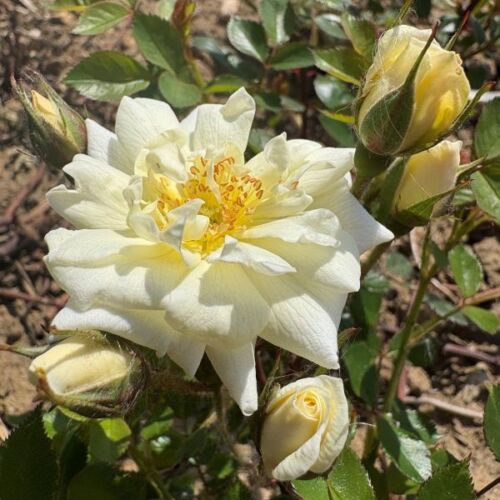 Wendy is a miniature rose with creamy/white flowers.