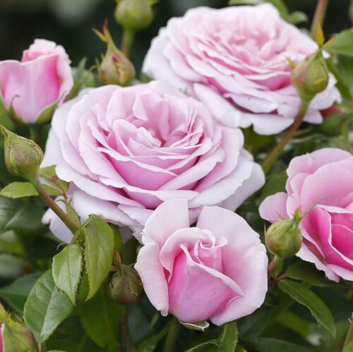 Pacific Blue a lilac coloured rose